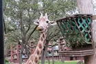 Take a Walk on the Wild Side at Disney’s Animal Kingdom Lodge - And check off a Bucket List Item